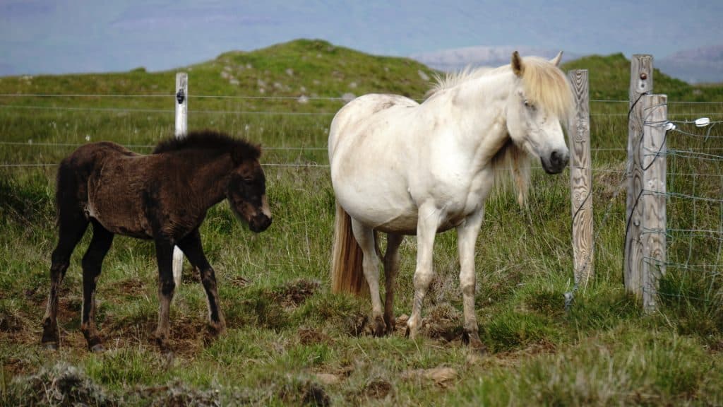 Gluten-free trip in Iceland led us to stop and take some photos of horses!
