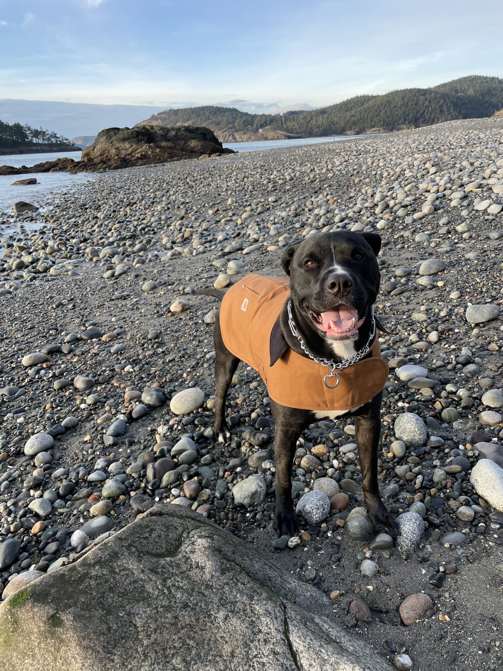Dog on beach in Washington