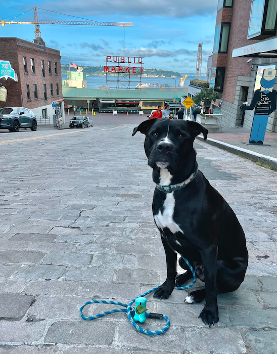 Dog in front of Pike Place Market