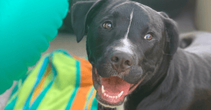 Dog Friendly Seattle (Recommendations From a Local)