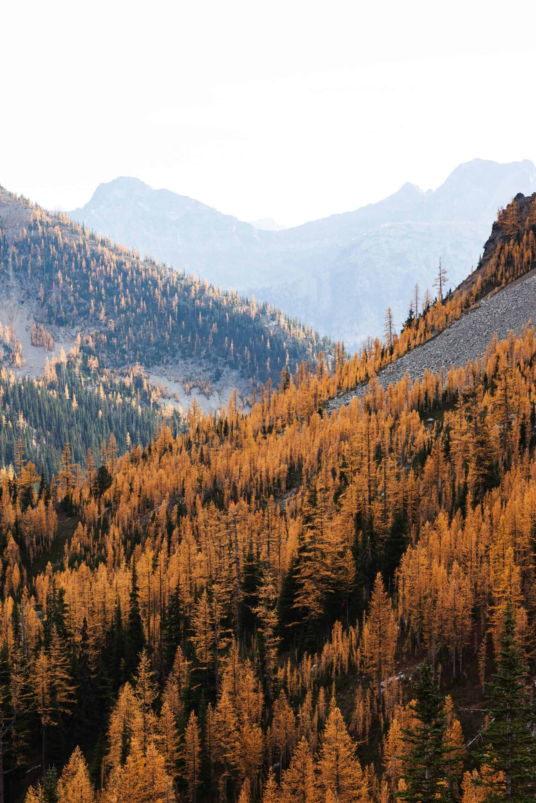 "Larch Madness" in Washington State is known for the beautiful seas of orange and red Larch trees.