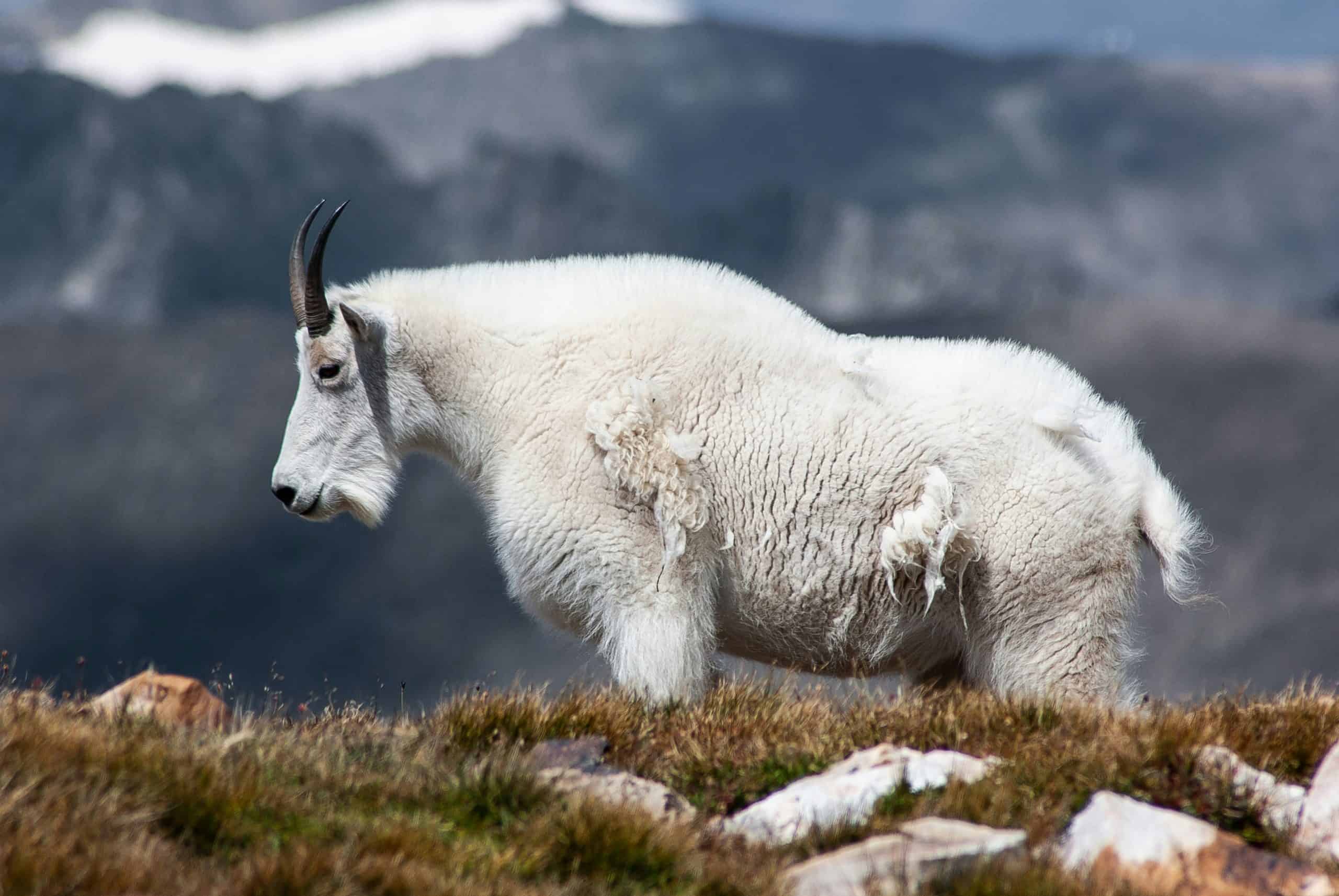 A mountain goat spotted on one of the best overnight backpacking trips in Washington state.