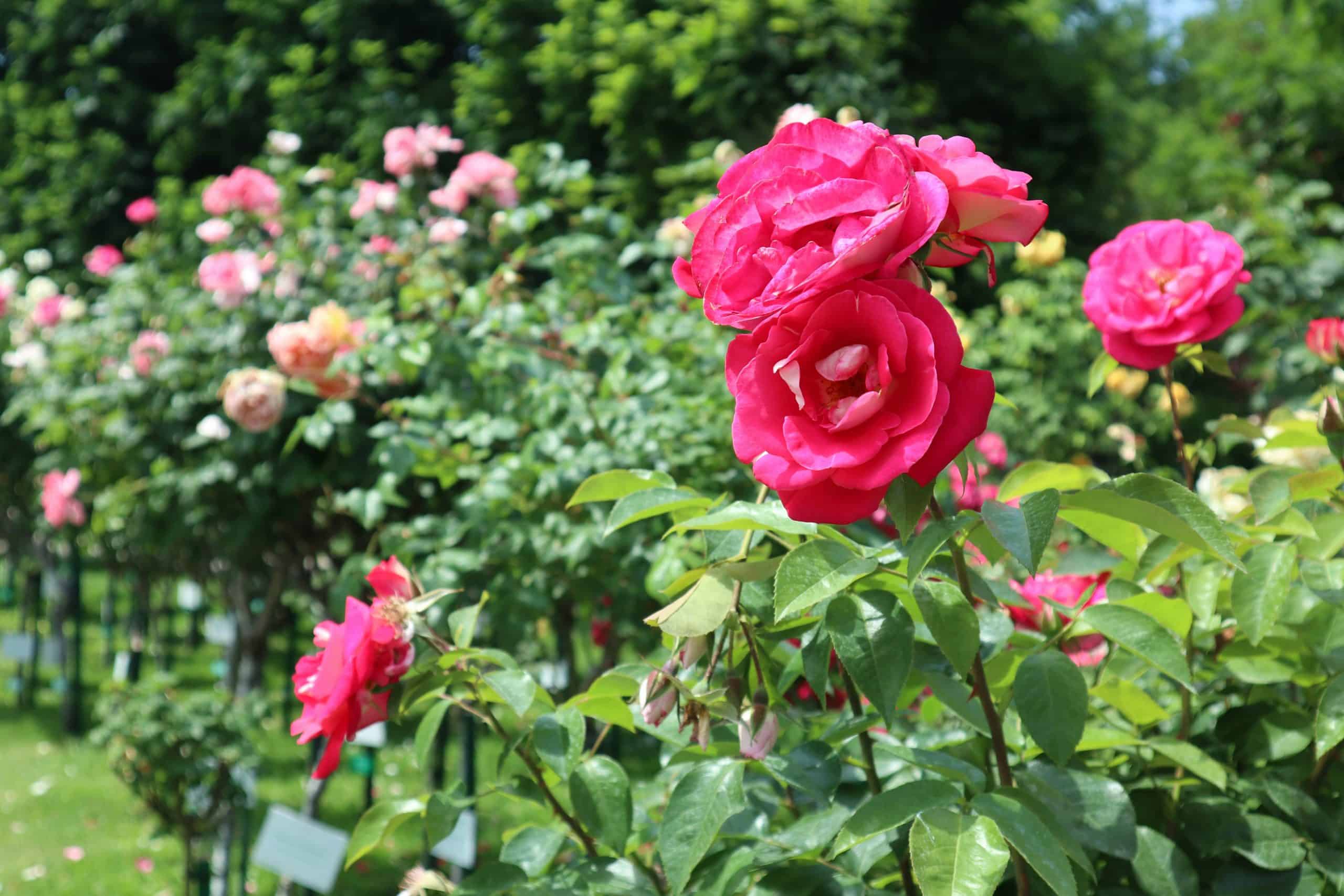 A beautiful pink rose that is located in the Botanical Gardens outside of Zurich, Switzerland. This is a great place if travelers are looking for a chill spot to spend an afternoon.