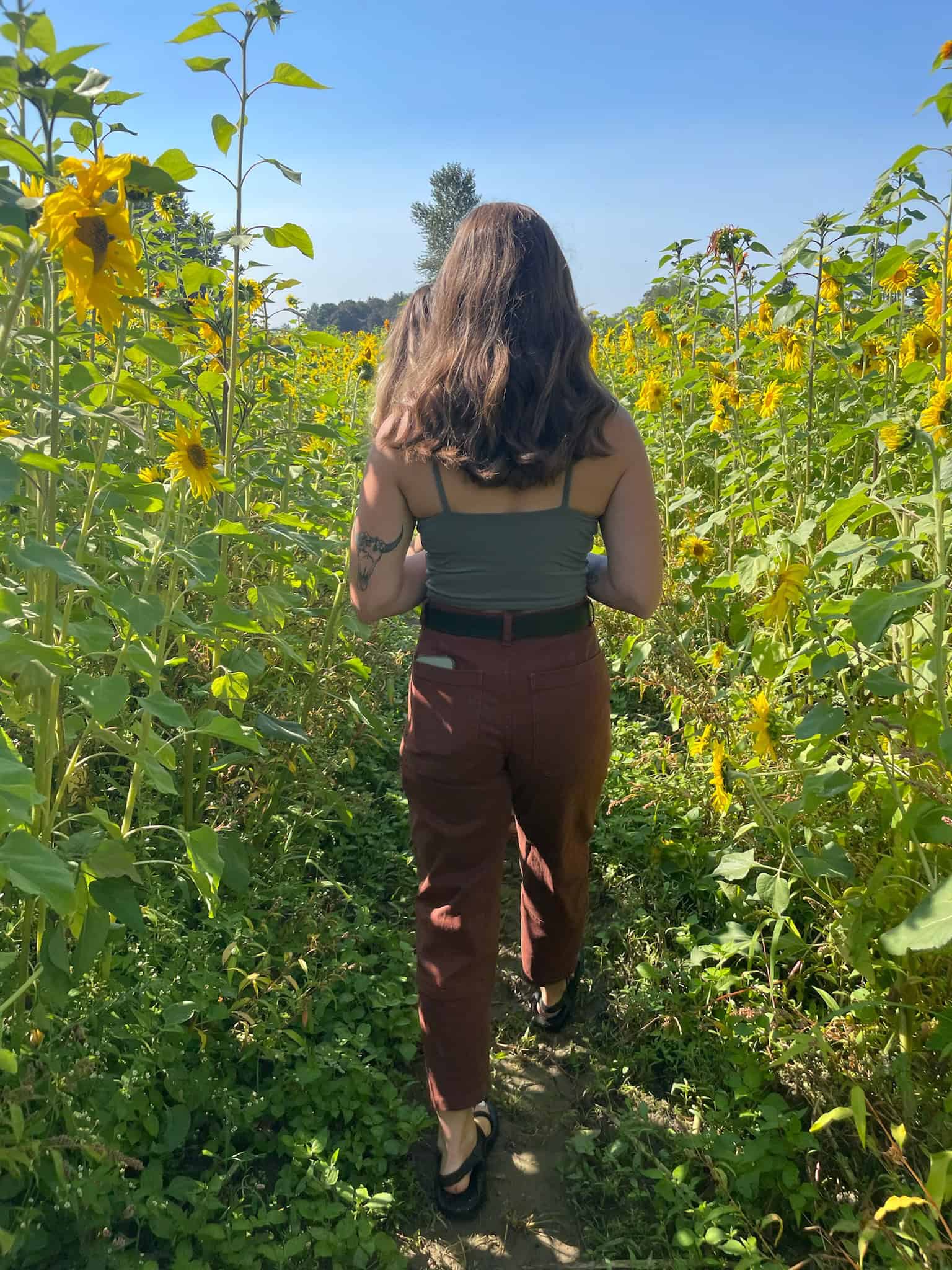 A sunflower field in Washington on a beautiful clear sunny day.